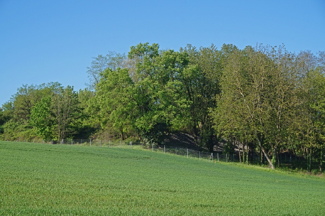 Halden am Schafsbuckel