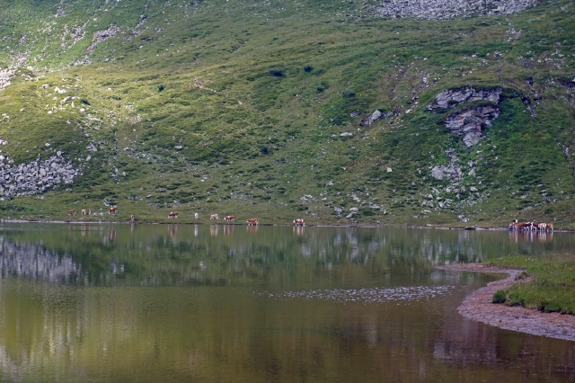 Weide am Oberen Bockhartsee